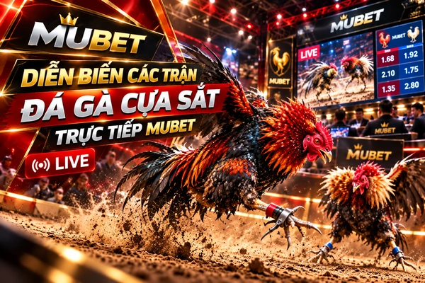 Diễn biến các trận đá gà cựa sắt trực tiếp MUBET với chiến kê thi đấu trong sảnh live hiện đại
